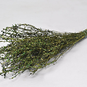 Lepidium Green 70cm 