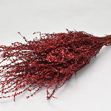 Lepidium Red 70cm 