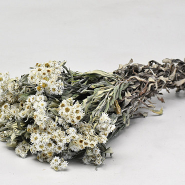 Edelweiss, Anaphalis 50cm