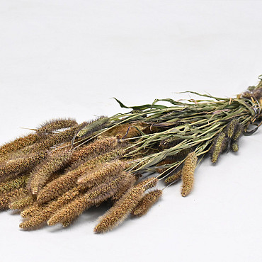 Setaria Italica 65cm (Foxtail Millet)