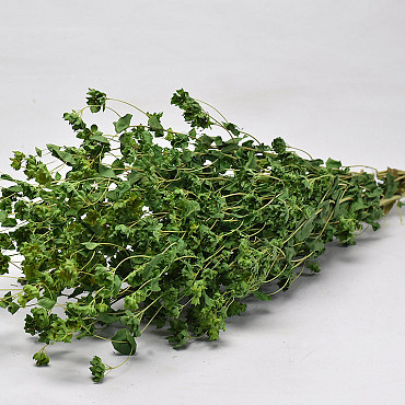 Bupleurum 65cm