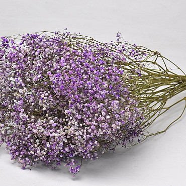 Gypsophila Lila 70cm (25 Branches)
