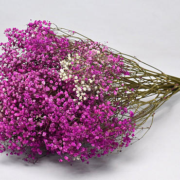 Gypsophila Pink 70cm (25 Branches)