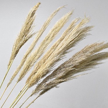 Pampas gras 90cm Dun