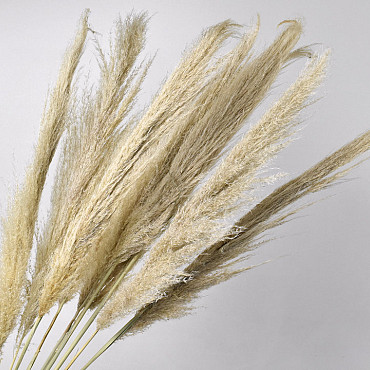 Wooly Pampas Gras 110cm