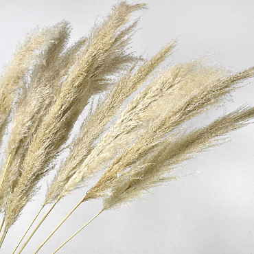 Pampas gras Mix Pluimen 10pcs