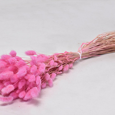 Lagurus Pink 60cm