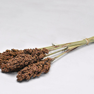 Sorghum 70cm Braun