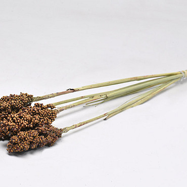 Sorghum Small 70cm Braun