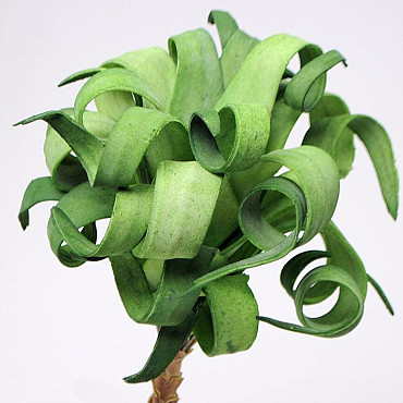Plante en mousse 30cm vert