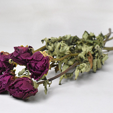 Pivoine Lila 60cm, 5 pièces par bouquet