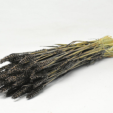 Bouquet Triticum Noir (Blé) 70cm
