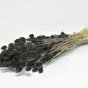 Bouquet Phalaris Noir 70cm