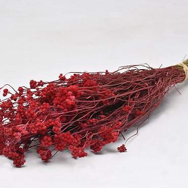 Lonas Red 55cm