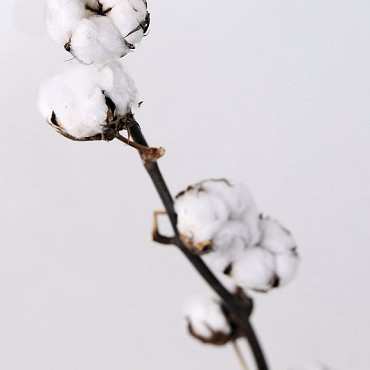 Cotton Balls on stem 65cm