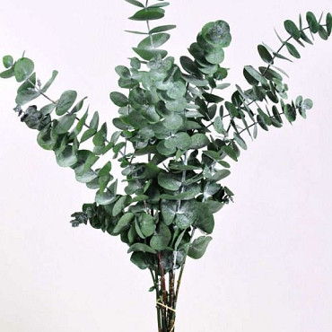 Eucalyptus Pulverulenta groen 60cm