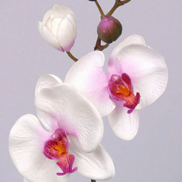 Orchidee Papillon 33cm Blanc-Rose