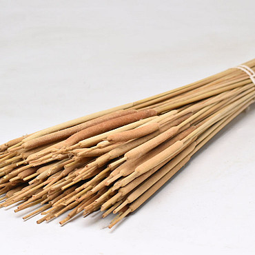 Typha Mix 100pcs