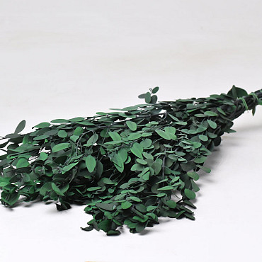 Eucalyptus Gunnii Groen Mix 65cm