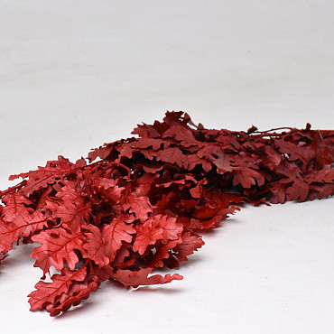 Oak Leaves Red 50-60cm