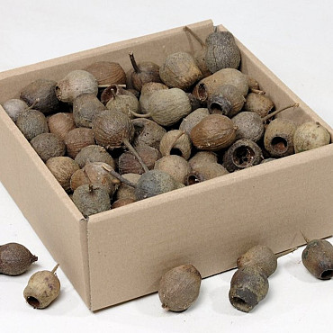 Gumbells 100-Pack