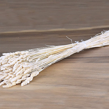 Panicle Grass Bleached 100gr. 60cm