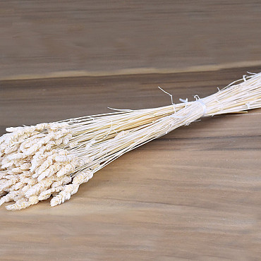 Panicle Grass Gebleicht 100gr. 60cm
