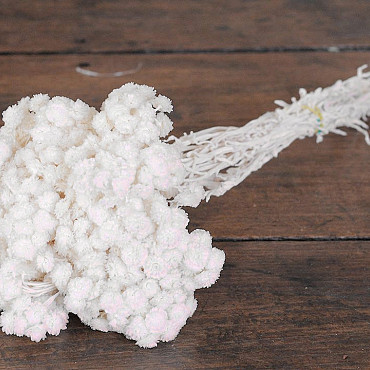 Helichrysum Immortelle Weiß 30cm 