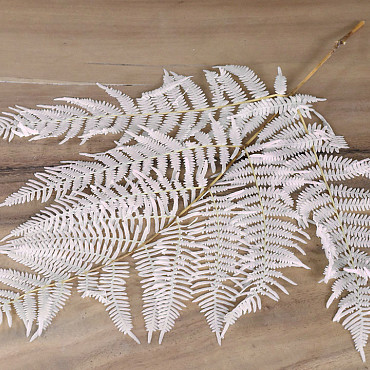 Fern 60cm Bleached 5pcs