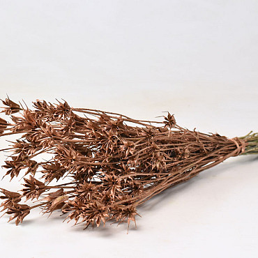 Nigella Orientalis Kupfer