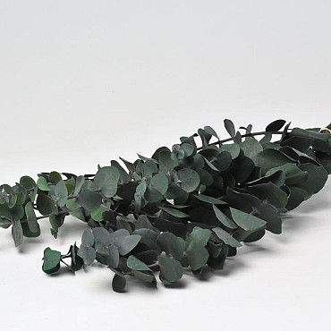 Eucalyptus True Blue 65cm Groen