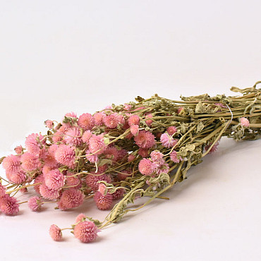 Gomphrena Rose Pastel 50cm