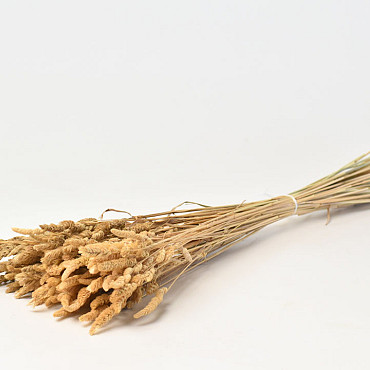 Panicle Grass 100gr. 60cm