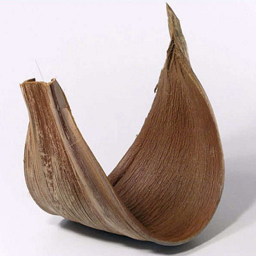 Kokos Schale Galera 40-55cm