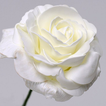 Foam Rose XL White, D 13cm