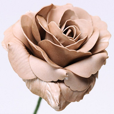 Foam Rose XL Mocca, D 13cm