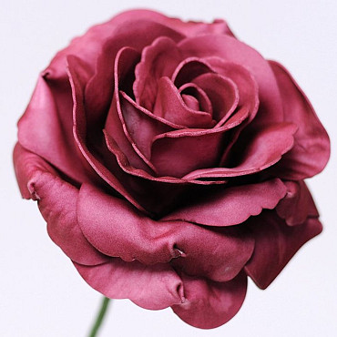 Rose en Mousse XL bordeaux