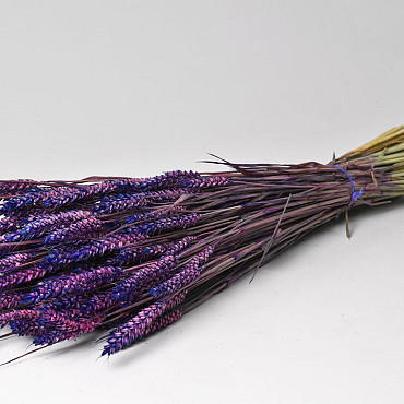 Tarwe Purple Flame 70cm