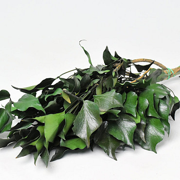 Hedera Ivy Green 40-50cm