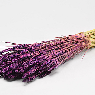 Bouquet Triticum Violet 70cm (blé)