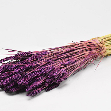 Triticum Violet 70cm (wheat)