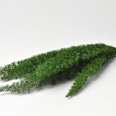 Foxtail Grün 40cm