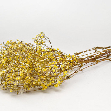 Gypsophila Yellow preserved 30gr.