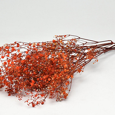 Gypsophila Orange preserved 30gr.