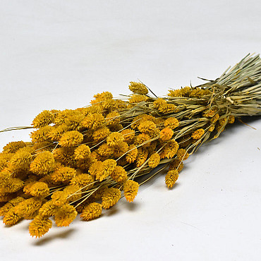 Bouquet Phalaris Jaune 70cm