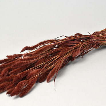Setaria Red Brown 65cm
