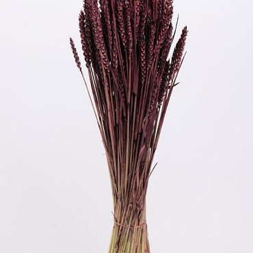 Bouquet Triticum Marron (blé) 70cm