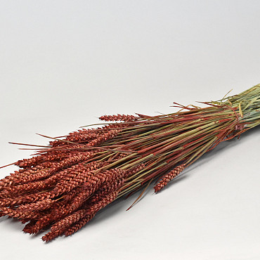 Bouquet Triticum Rouge-Marron (blé) 70cm