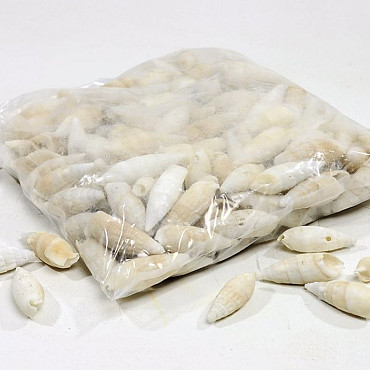 Muscheln Certihium vertagus 1Kg