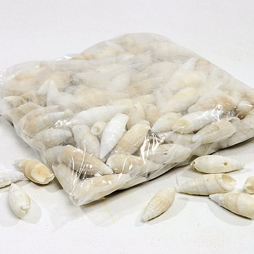 Shells Certihium vertagus 1kg